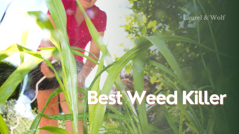 Best Weed Killer